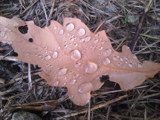 The hydrophobic effect like Nanoformula effect